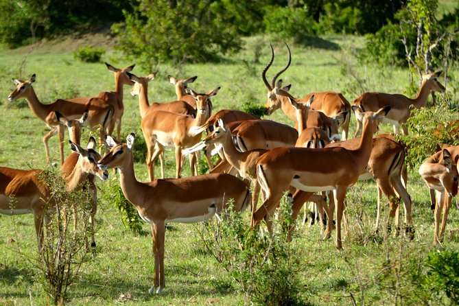 12 Days Samburu Ol-pejeta lake Nakuru Masai Mara lake Naivasha Amboseli safari - The Maasai Mara brings the classic safari scenes