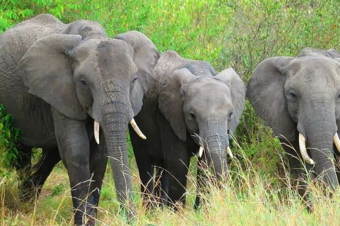 12 Days Samburu Ol-pejeta lake Nakuru Masai Mara lake Naivasha Amboseli safari - A walk at Green Crater Lake