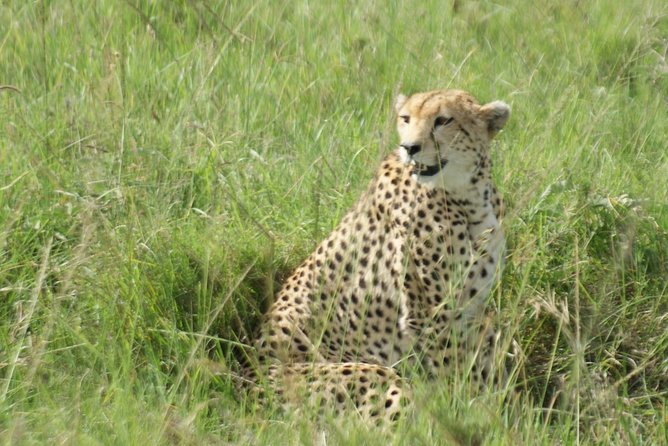 12 Days Samburu Ol-pejeta lake Nakuru Masai Mara lake Naivasha Amboseli safari - Samburu, Mount Kenya, and the northern species