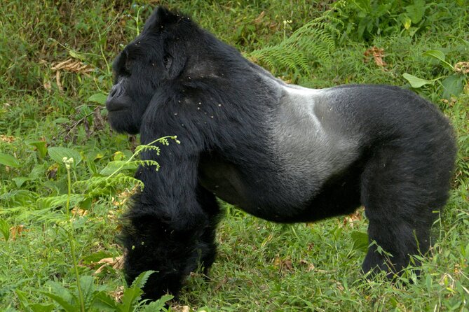 12 Days wildebeest migration Masai Mara Nakuru Uganda gorilla trekking safari - Two full game drives in the Maasai Mara