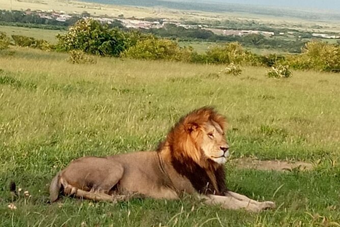 12 Days wildebeest migration Masai Mara Nakuru Uganda gorilla trekking safari - Hot springs and geysers at Lake Bogoria