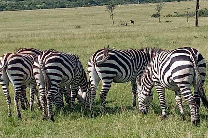 12 Days wildebeest migration Masai Mara Nakuru Uganda gorilla trekking safari - Crossing into Uganda and reaching Jinja