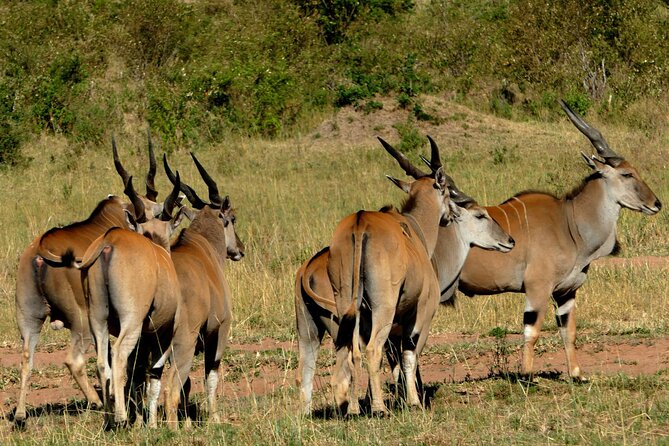 12 Days wildebeest migration Masai Mara Nakuru Uganda gorilla trekking safari - Batwa culture and optional lake time