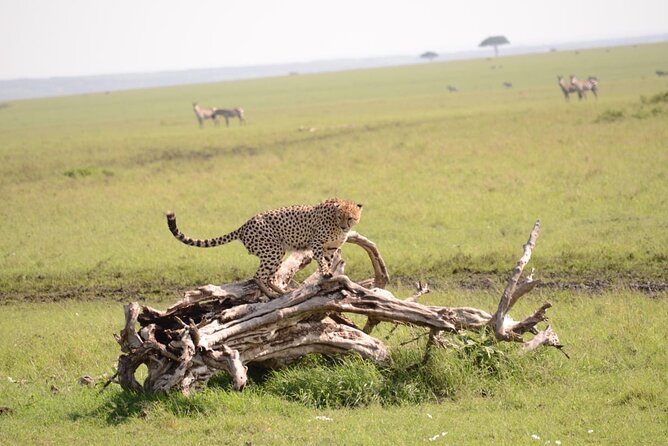 13-Day Private Wildlife Safari Tour of Kenya and Tanzania - Why this route works for a first East Africa safari