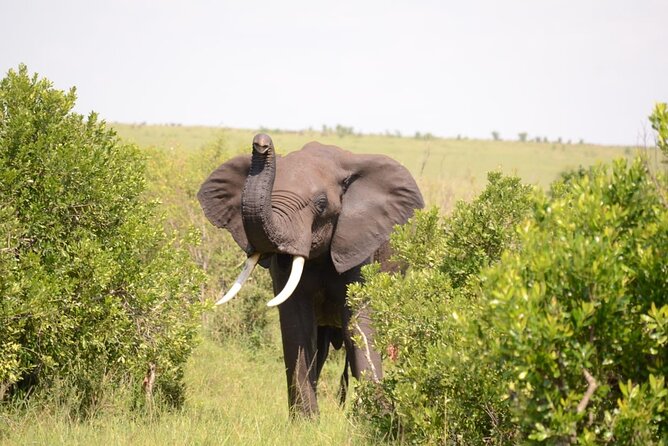 13-Day Private Wildlife Safari Tour of Kenya and Tanzania - Maasai Mara: the trip’s main predator country