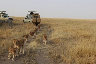 13-Day Private Wildlife Safari Tour of Kenya and Tanzania