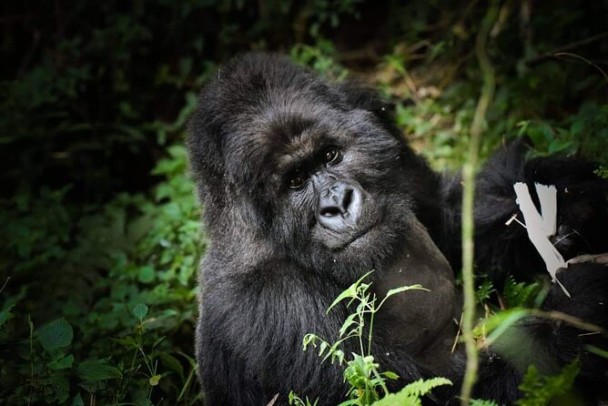 13-Day Uganda Mgahinga Gorilla Trek, Maasai Amboseli Park - What the $4,000 price really buys