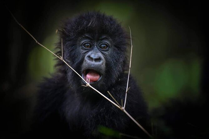 13-Day Uganda Mgahinga Gorilla Trek, Maasai Amboseli Park - Two days in the Maasai Mara