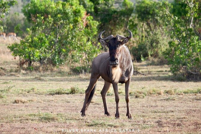 13-Day Uganda Mgahinga Gorilla Trek, Maasai Amboseli Park - Nairobi begins with giraffes and a famous dinner