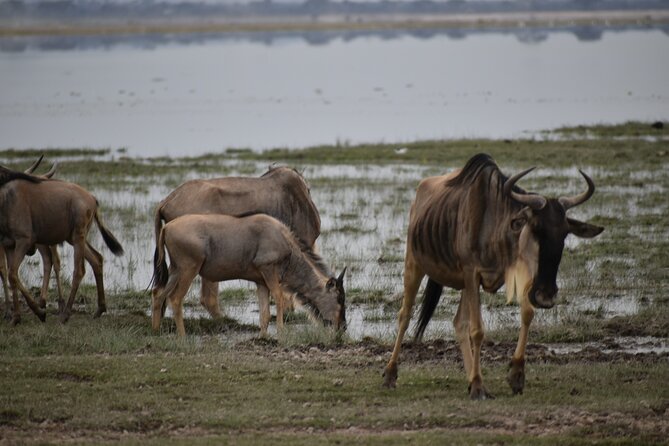 13 Days Best of Kenya and Tanzania BudgetSafari - Day 5: Elephants and Mount Kilimanjaro in Amboseli