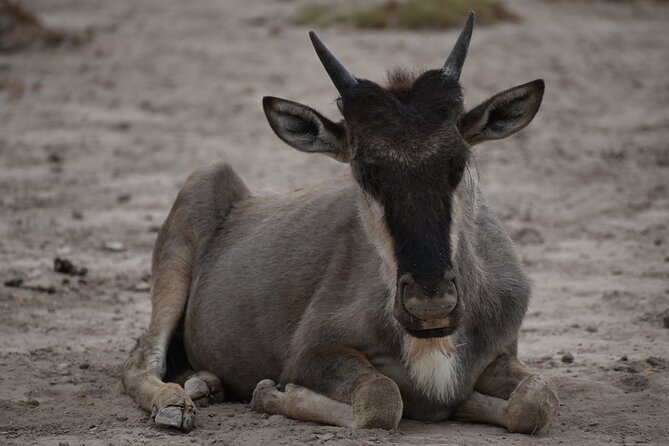 13 Days Best of Kenya and Tanzania BudgetSafari - Day 9: A full search day in the Serengeti
