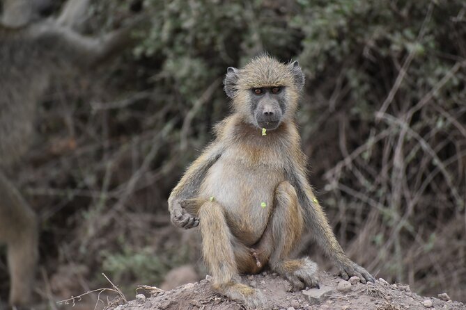 13 Days Best of Kenya and Tanzania BudgetSafari - Day 10: Down into Ngorongoro Crater