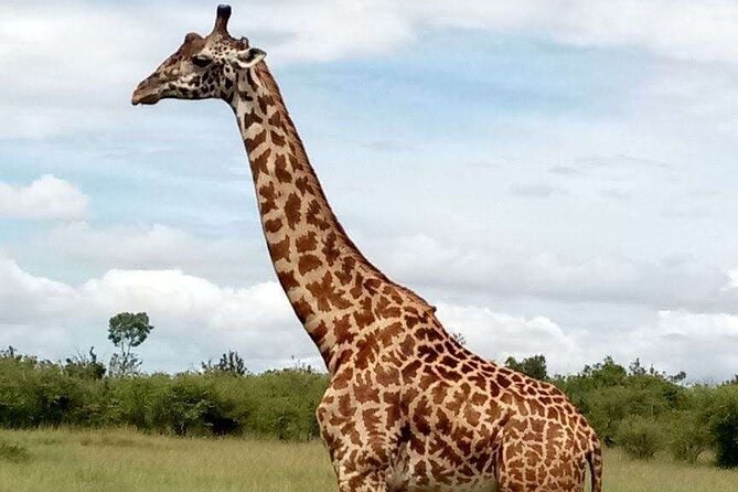 14-Day Serengeti Maasai Mara Amboseli Tarangire Zanzibar - Days 11 to 13: Zanzibar’s Beaches, Stone Town, and Spices