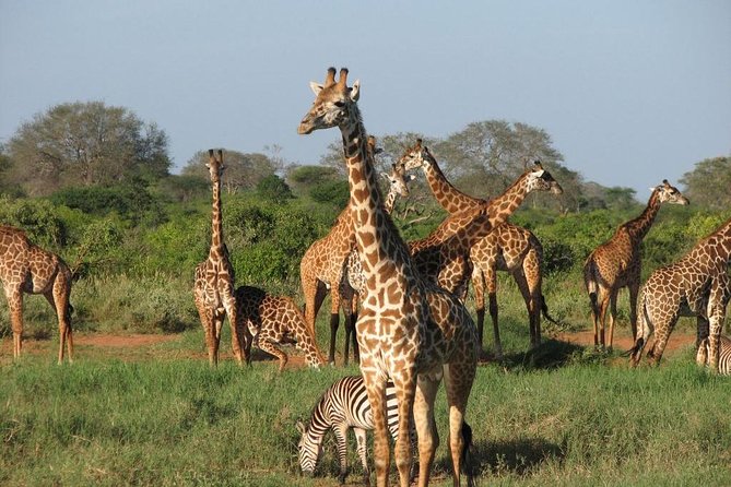 14-Days Kenya and Tanzania Camping Safari from Nairobi - Days 12 And 13: Lake Manyara And The Return To Arusha
