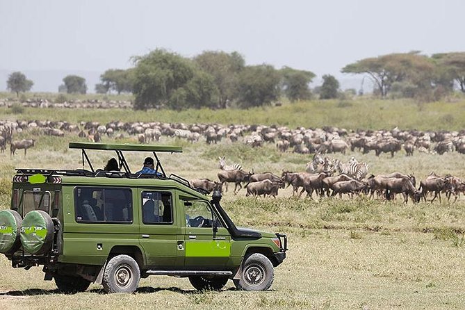 14-Days Kenya and Tanzania Camping Safari from Nairobi - Days 1 To 5: Kenya Starts With Maasai Mara