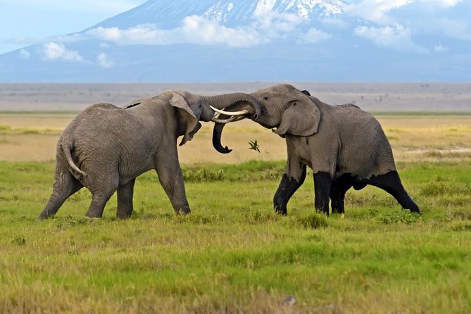 2-Day Amboseli National Park Safari- Daily Departures - The 4 p.m. game drive across Amboseli