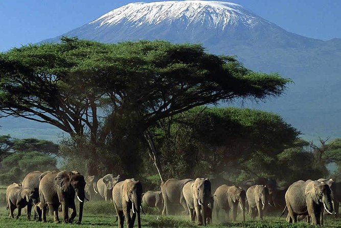 2-Day Amboseli National Park Safari- Daily Departures - The early morning Kilimanjaro view