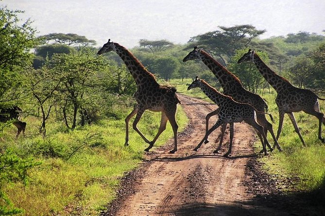 2-Day Amboseli National Park Safari- Daily Departures - What the $495 price includes