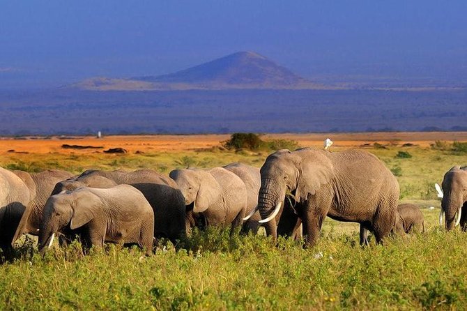 2-Day Amboseli National Park Safari- Daily Departures - Leaving Nairobi at 7 a.m. for the Athi Plains