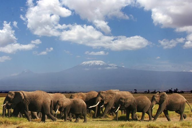 2-Day Amboseli Safari - Key points to know before booking