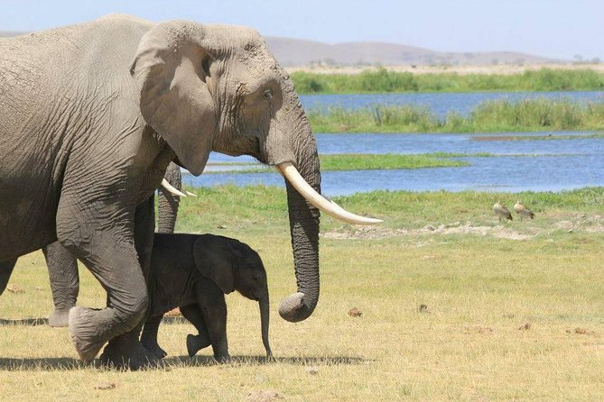 2-Day Amboseli Safari - Arriving at Amboseli National Park