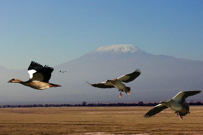 2-Day Amboseli Safari - A one-hour Maasai cultural visit