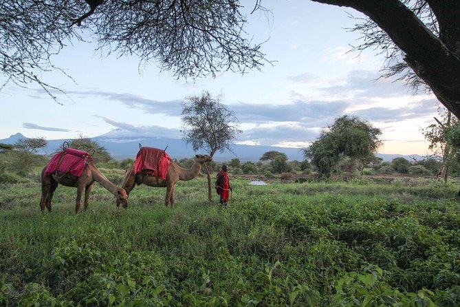 2- Day Diani to Amboseli Flying Safari - From Diani Beach to Amboseli by air