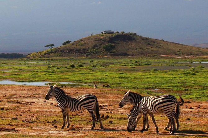 2- Day Diani to Amboseli Flying Safari - The evening search for Amboseli wildlife
