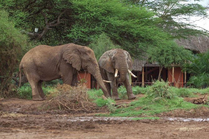 2- Day Diani to Amboseli Flying Safari - A Maasai village visit adds a cultural hour