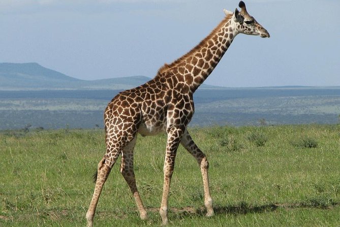 2 Day Lake Nakuru National Park Safari - Daily Departures - Why Lake Nakuru works so well for a short safari