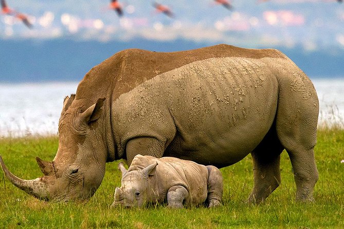 2 Day Lake Nakuru National Park Safari - Daily Departures - Is $495 per person a fair price?