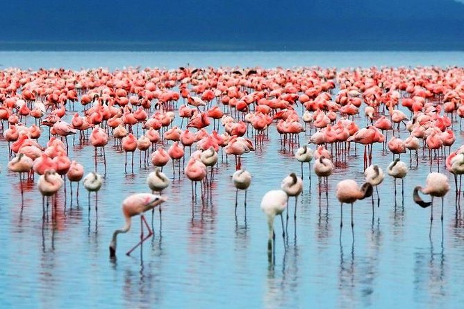 2 Day Lake Nakuru National Park Safari - Daily Departures - The 6:00 am start from Nairobi