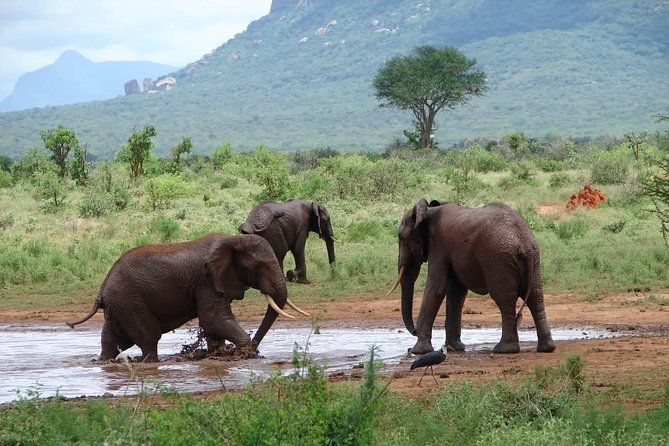 2-Day Mombasa to Tsavo East Safari - Lunch and the lodge stay