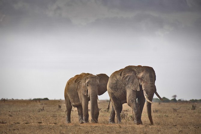 2-Day Mombasa to Tsavo East Safari - The 3:00 p.m. evening game drive