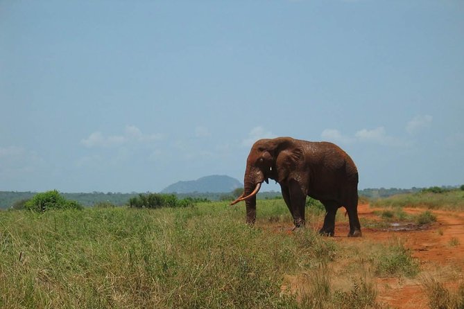 2-Day Mombasa to Tsavo East Safari - What the $1,400 price really covers