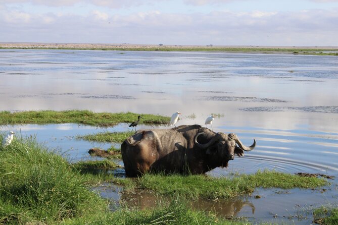 2-Day Private Safari to Amboseli National Park - Day two begins with the park at its freshest