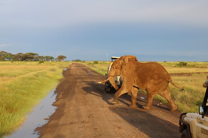 2-Day Private Safari to Amboseli National Park - What wildlife sightings are realistic