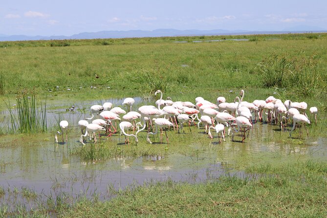 2-Day Private Safari to Amboseli National Park - The role of the driver-guide