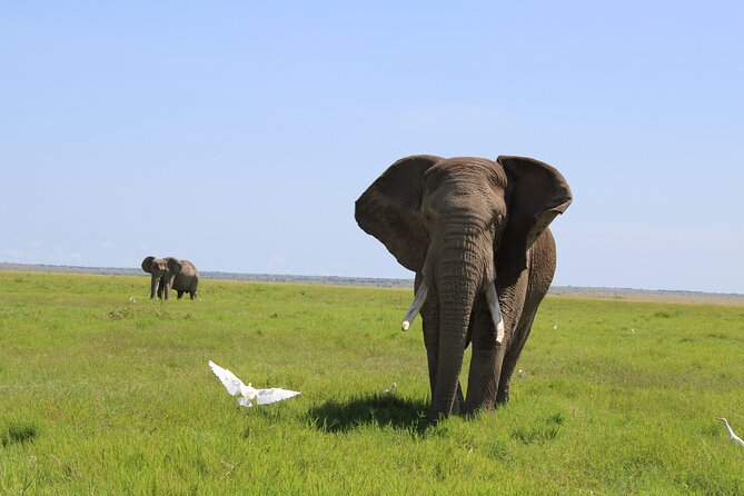 2-Day Private Safari to Amboseli National Park - Is $475 per person good value?