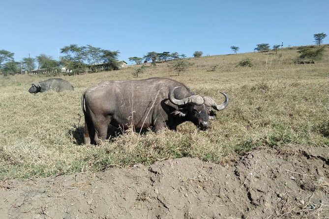 2-Day Private Safari to Lake Nakuru and Hell's Gate Parks - Lunch in Naivasha and the Extra Boat Fee