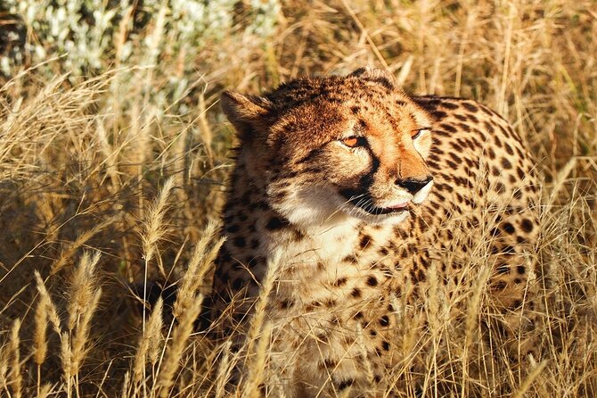 2-Day Private Tour in Masai Mara with Pick Up - Key points to know before booking