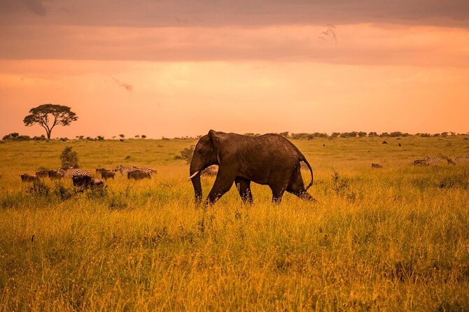 2-Day Private Tour in Masai Mara with Pick Up - Why two days can work in the Maasai Mara
