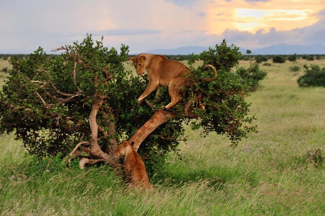 2-Day Private Tour in Masai Mara with Pick Up - Meals, water, and the overnight stay