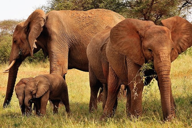 2-Day Safari in Taita Hills from Mombasa - Ngutuni Sanctuary and lunch above the waterhole