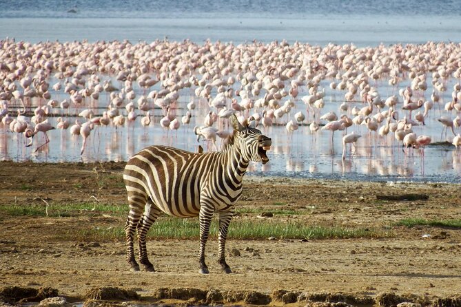 2 Day Tour Hells Gate, Lake Naivasha & Lake Nakuru from Nairobi - Morning wildlife viewing at Lake Nakuru
