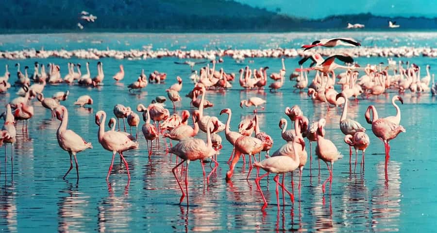 2 Day Tour Lake Nakuru, Hell' s Gate & Lake Naivasha - Game drives at Lake Nakuru National Park