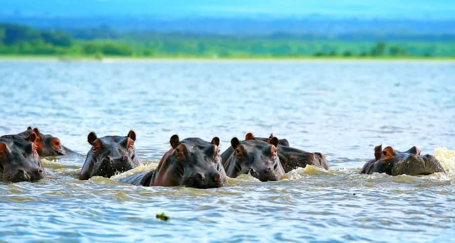 2 Day Tour Lake Nakuru, Hell' s Gate & Lake Naivasha - A one-hour boat ride on Lake Naivasha