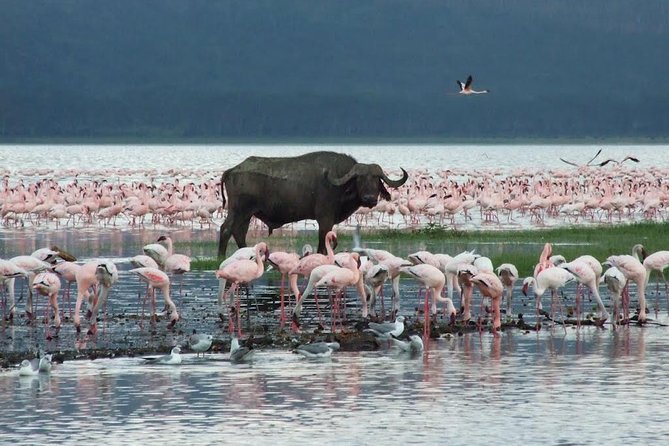 2 Day Tour Lake Nakuru, Hell' s Gate & Lake Naivasha From Nairobi - One night at Lanet Matfam Resort