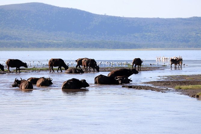 2 Day Tour Lake Nakuru, Hell' s Gate & Lake Naivasha From Nairobi - A one-hour boat ride on Lake Naivasha