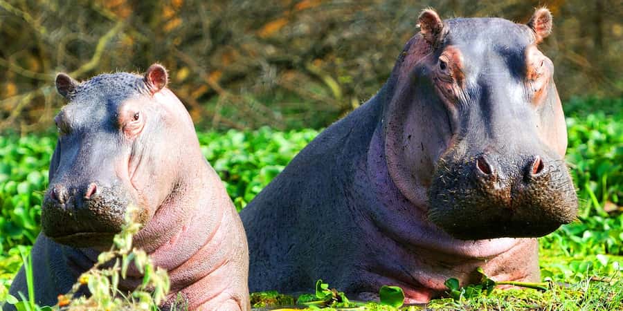 2 Day Tour Lake Nakuru, Hell' s Gate & Lake Naivasha Safari - Key points to know before booking